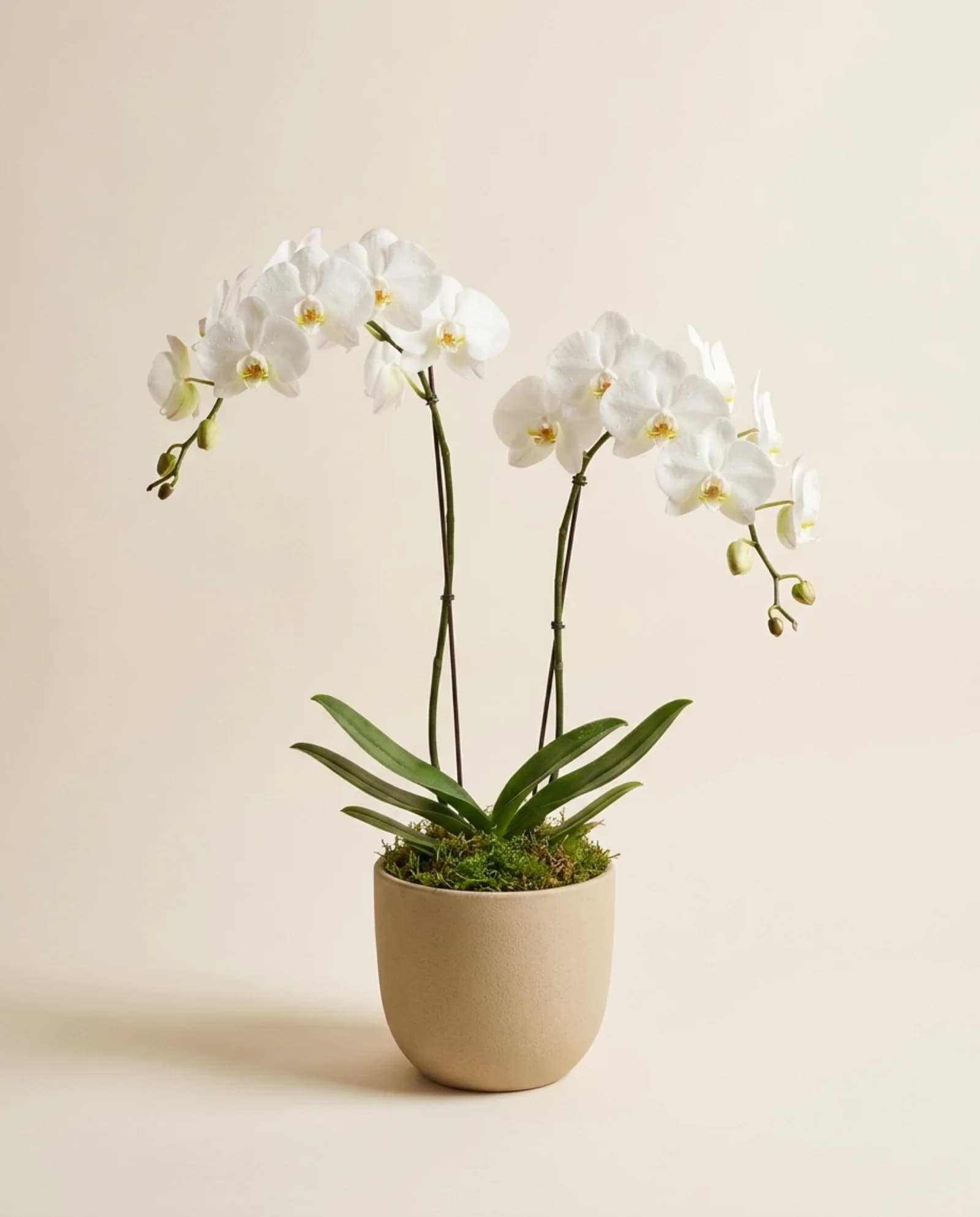 Orquídea Branca